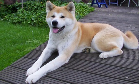 Akita.